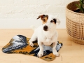 Bild 2 von Napfunterlage Hund / Katze 
