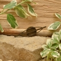 Bild 2 von Haarklammer 2208010